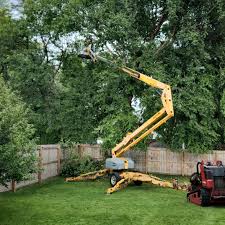 Reliable Hargill, TX Tree Services Solutions