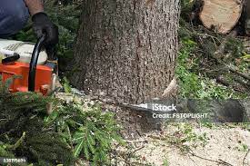Best Lawn Pest Prevention  in Hargill, TX
