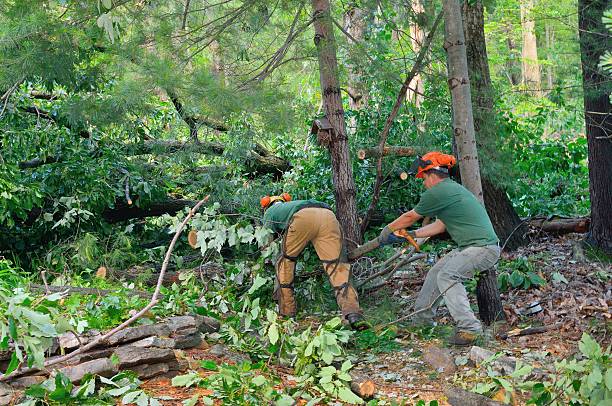 Hargill, TX Tree Services Company