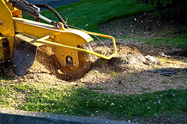Best Storm Damage Tree Cleanup  in Hargill, TX