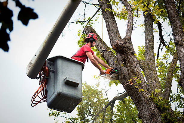 Best Tree Planting  in Hargill, TX