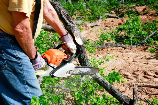 Best Weed Control  in Hargill, TX